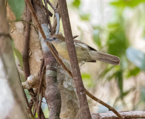 Grey-faced Tit-Babbler (Mixornis kelleyi), photo 4