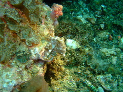 Hapalochlaena lunulata