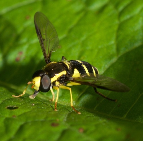 Superb Ant-hill Hoverfly, Elsloo, Netherlands, photo 4 of 10