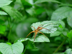 Dolomedes sulfureus