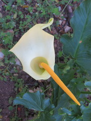 Arum creticum