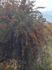 Tristerix verticillatus