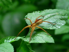 Dolomedes sulfureus