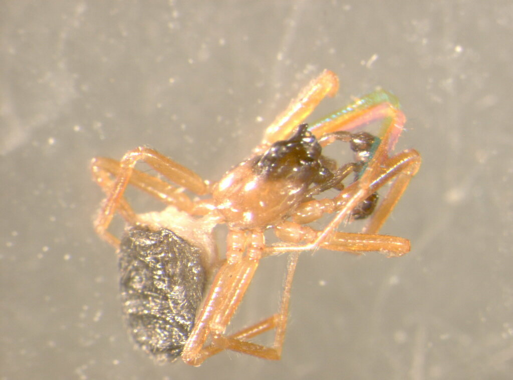 Walckenaeria furcillata