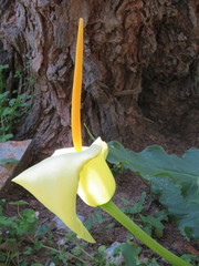 Arum creticum