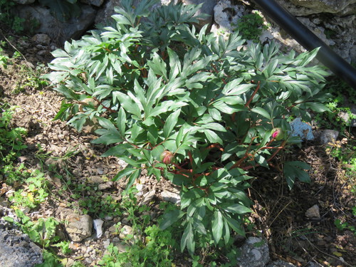 Image of Paeonia clusii by (c) Ronald Flipphi, some rights reserved (CC BY-SA)