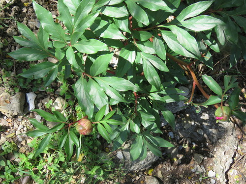 Image of Paeonia clusii by (c) Ronald Flipphi, some rights reserved (CC BY-SA)
