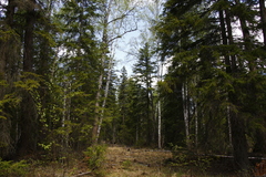 Picea jezoensis jezoensis