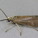 Glossosomatidae - Photo (c) Janet Graham，保留部份權利CC BY