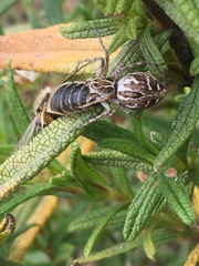 Oxyopes heterophthalmus