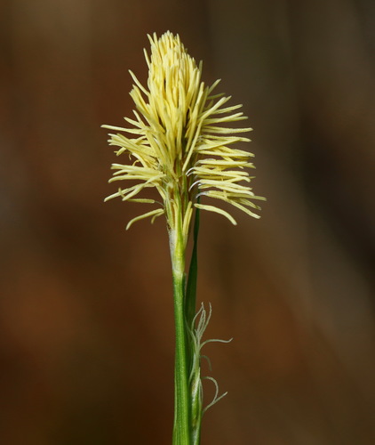 Carex longirostrata iNat (1)