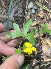Viola lobata ssp. lobata