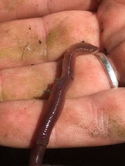Lumbricus rubellus