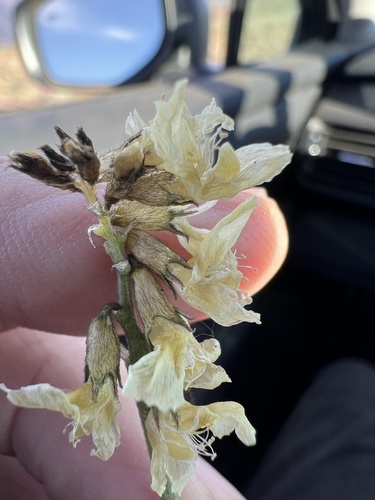Image of Astragalus reventiformis by no rights reserved