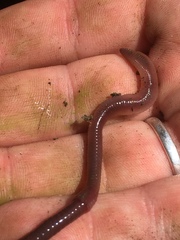 Lumbricus rubellus