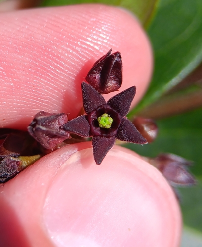 Dark vincetoxicum (Vincetoxicum nigrum)