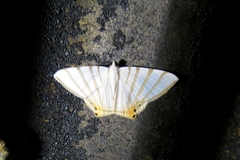 Opisthoxia metargyria