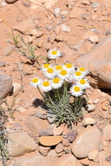 Erigeron concinnus