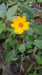 Coreopsis auriculata