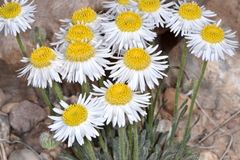 Erigeron concinnus