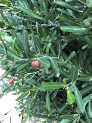 Cneorum tricoccon