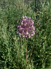 Allium porrum