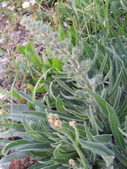 Echium italicum biebersteinii