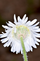 Erigeron concinnus