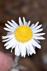 Erigeron concinnus