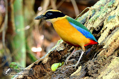 Pitta moluccensis