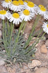 Erigeron concinnus