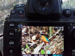 Pitta moluccensis