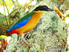 Pitta moluccensis