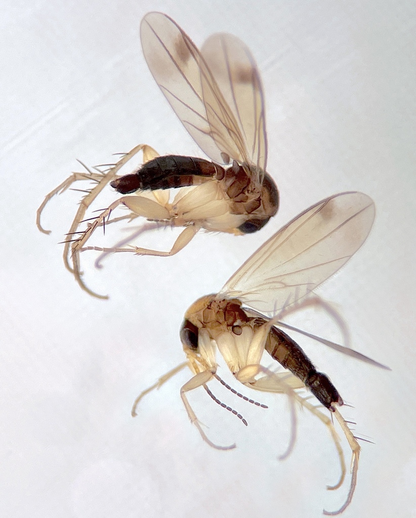 Cycloneurini