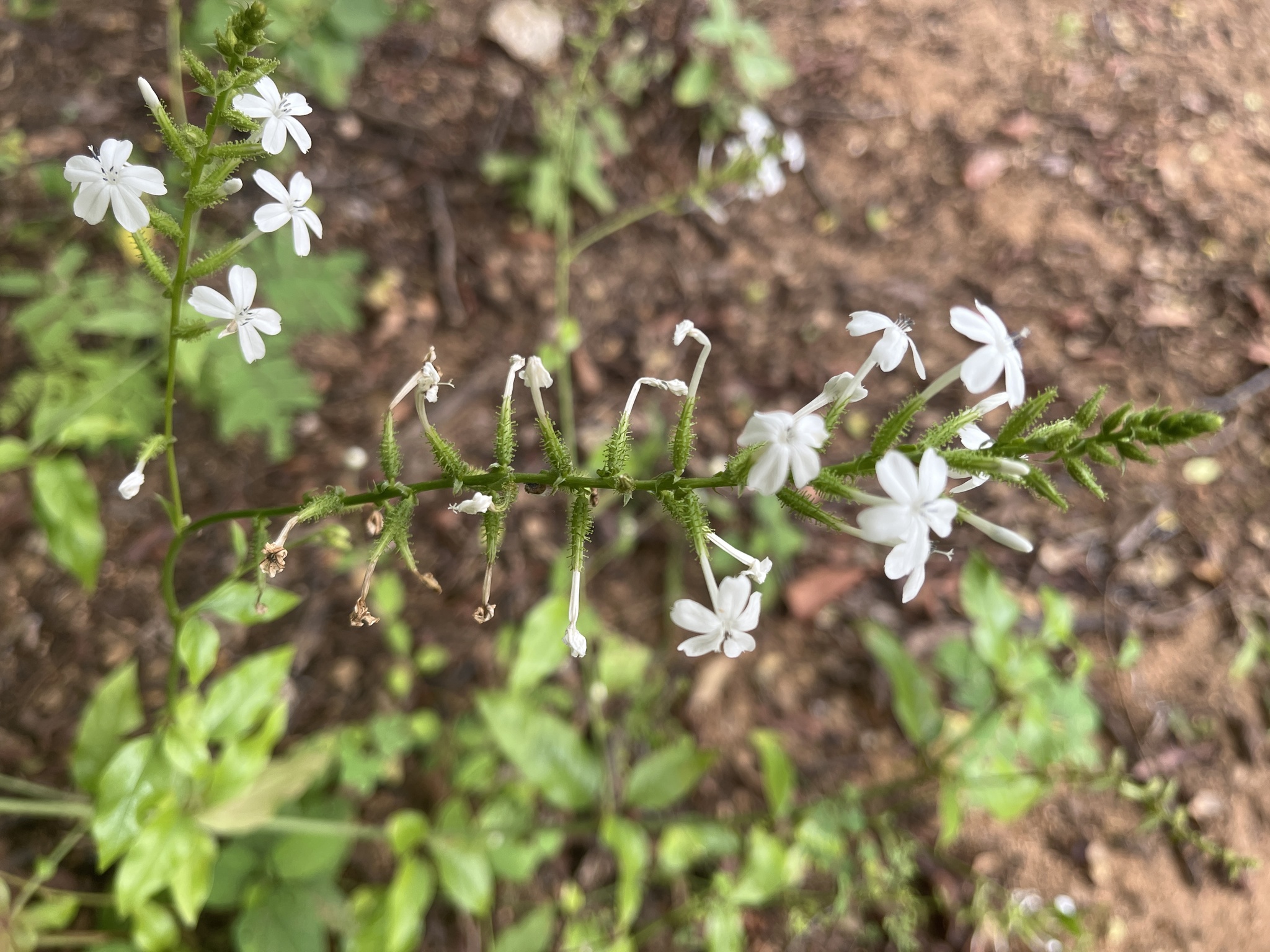 Plumbago zeylanica