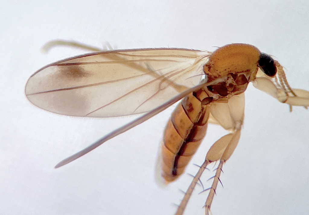 Cycloneura triangulata