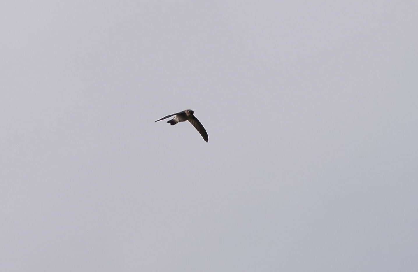 White-rumped Swiftlet (Aerodramus spodiopygius), photo 4