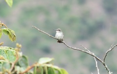 Elliotomyia chionogaster