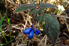 Coccocypselum lanceolatum