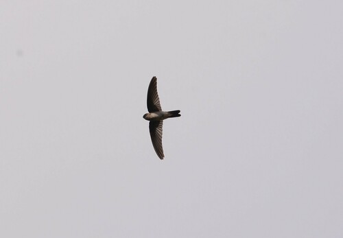 Uniform Swiftlet (Aerodramus vanikorensis), photo 4