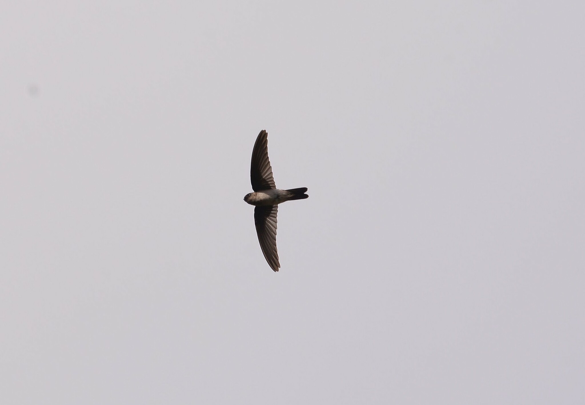 Uniform Swiftlet (Aerodramus vanikorensis), photo 4