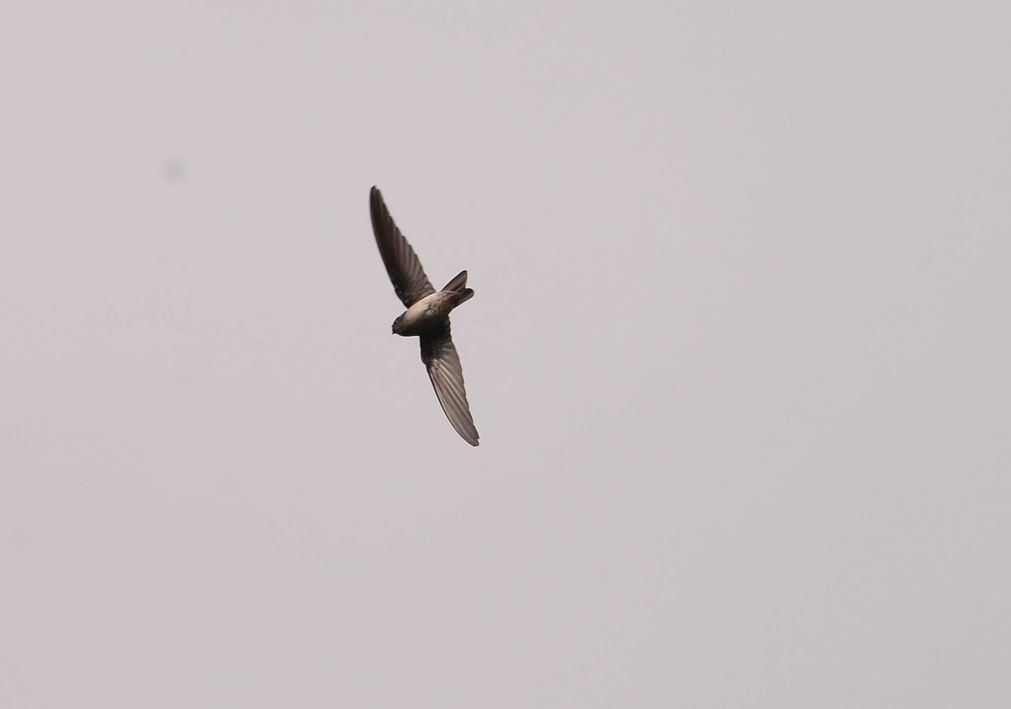 Uniform Swiftlet (Aerodramus vanikorensis), photo 3