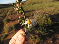 Phymaspermum parvifolium