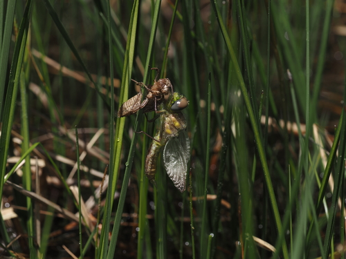 Mountain Emerald photo 6
