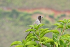 Schistochlamys melanopis