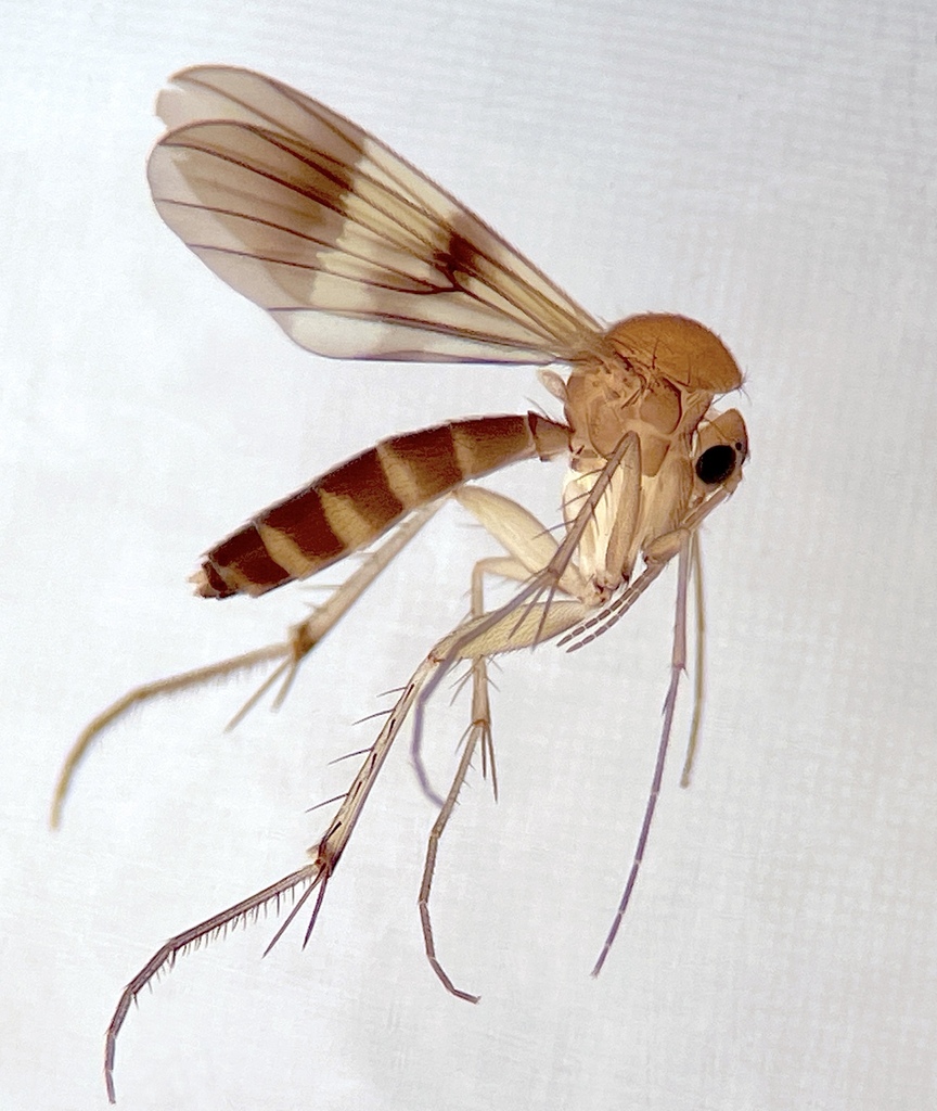 Zygomyia bivittata