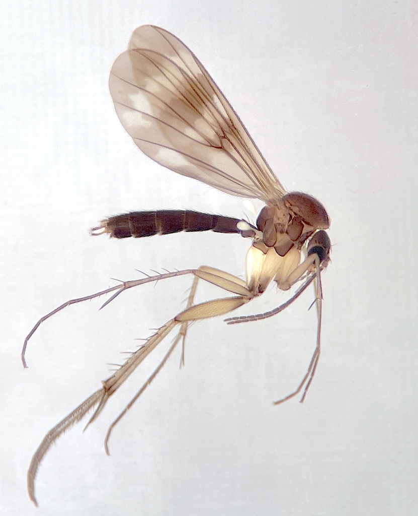 Zygomyia fusca