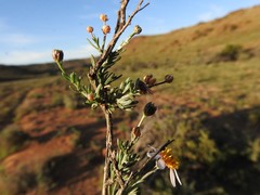 Phymaspermum parvifolium