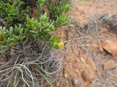 Senecio acutifolius