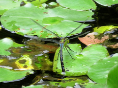 Anax panybeus